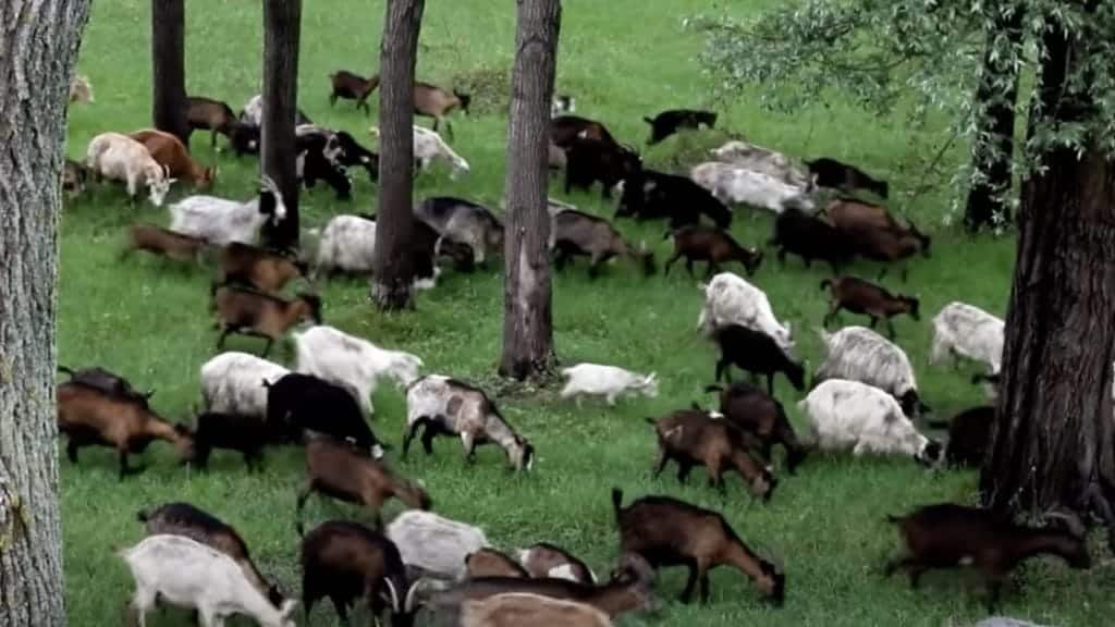 Herd of goats in Alicudi